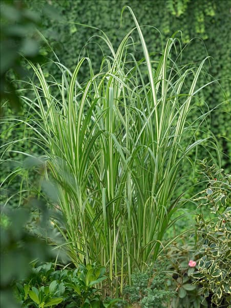 Miscanthus sinensis Cabaret