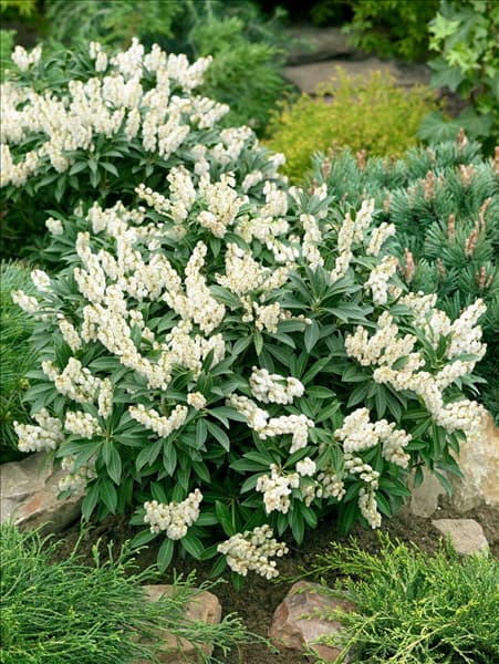 Pieris japonica Cupido