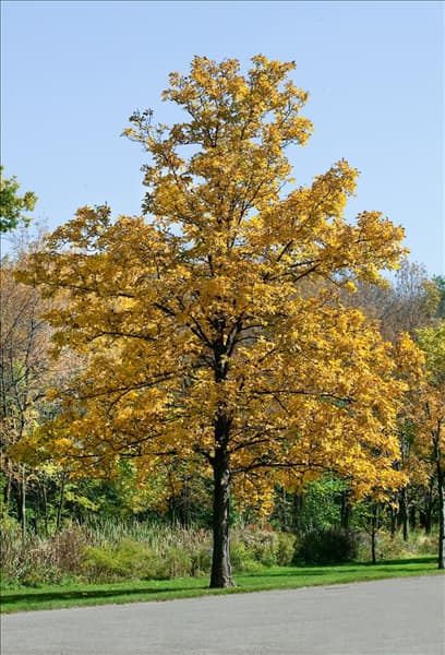 Juglans nigra