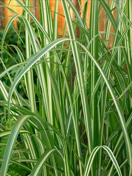 Miscanthus sinensis Cabaret