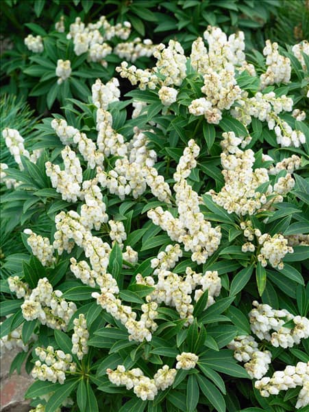 Pieris japonica Cupido