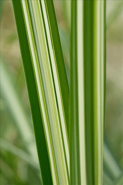 Miscanthus sinensis Cabaret