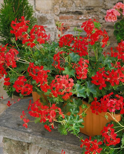 PELARGONIUM PELTATUM