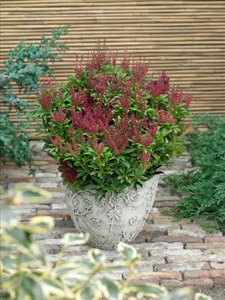 Pieris japonica Cupido im Topf