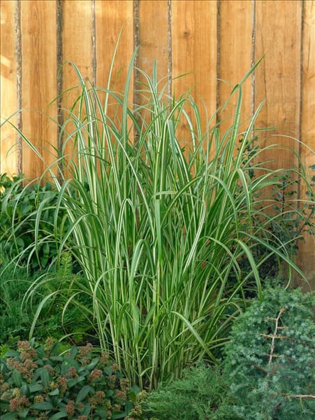 Miscanthus sinensis Cabaret