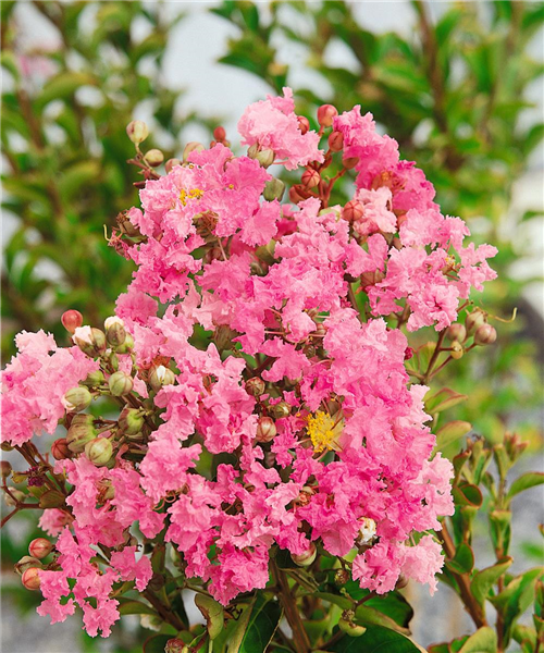 Lagerstroemia indica pink