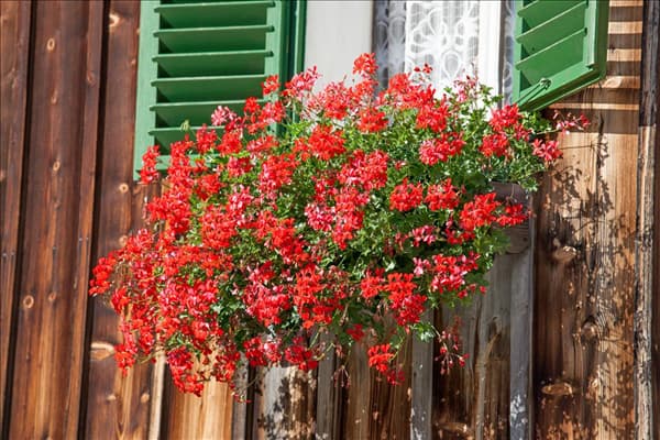 Fensterkisterl mit Pelargonium