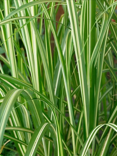 Miscanthus sinensis Cabaret