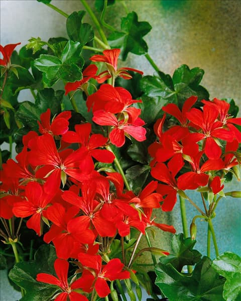 PELARGONIUM PELTATUM