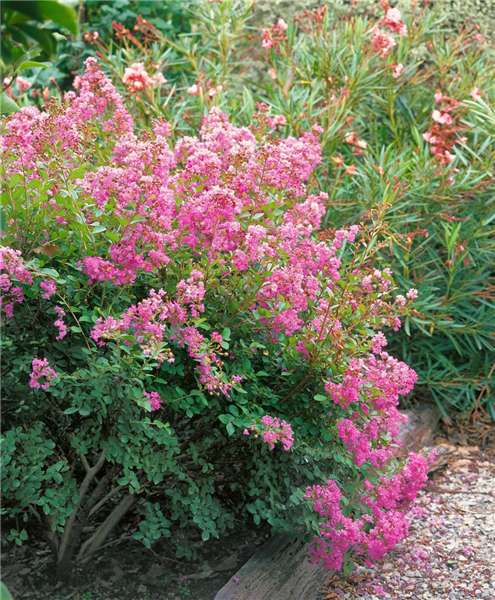 Lagerstroemia Dwarf Mauve