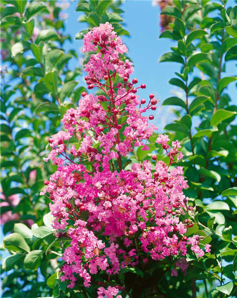 Lagerstroemia Eavesii