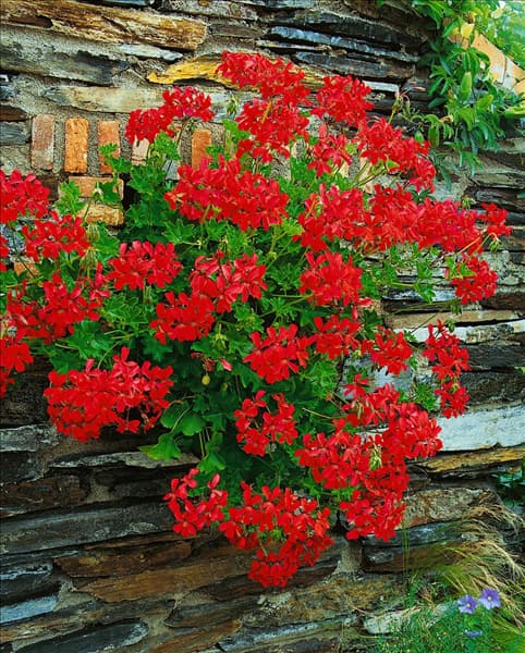 PELARGONIUM PELTATUM