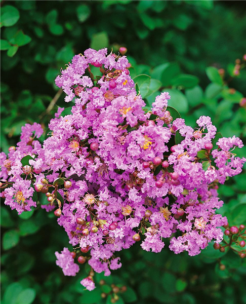 LAGERSTROEMIA DWARF MAUVE