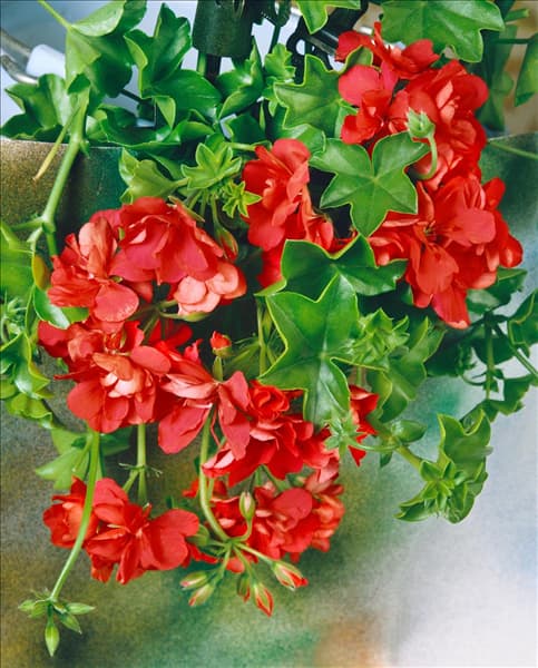 PELARGONIUM peltatum double red