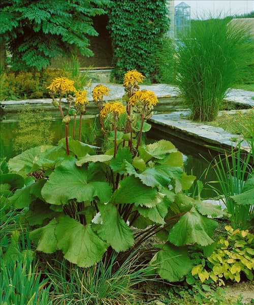 LIGULARIA DENTATA