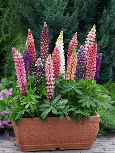 Lupinus polyphyllus