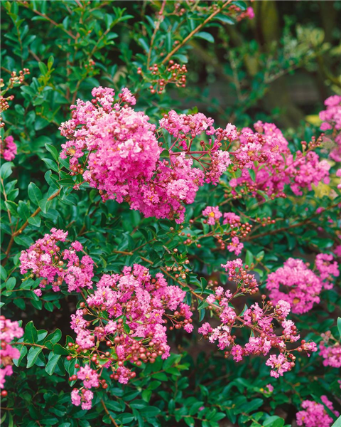 Lagerstroemia Dwarf Pink