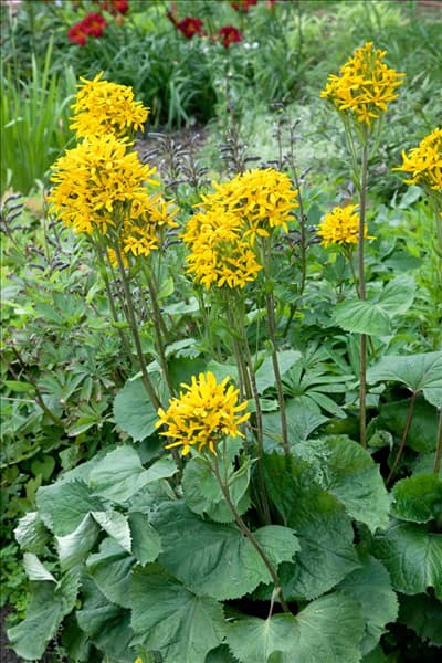Ligularia dentata