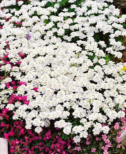 IBERIS SEMPERVIRENS