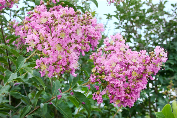 Lagerstroemia Apalachee