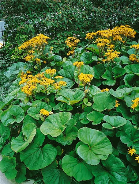 Ligularia dentata