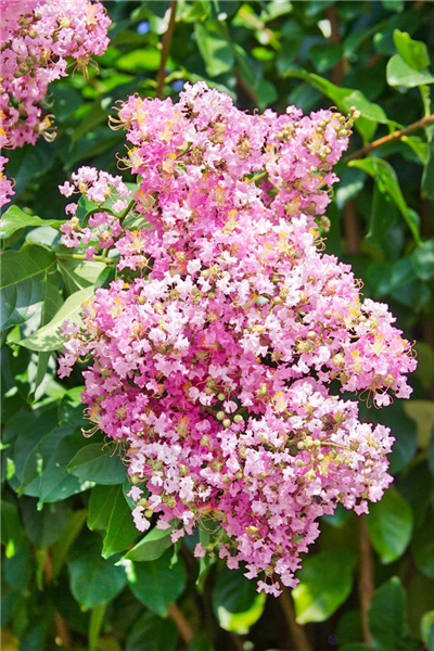 Lagerstroemia Muskogee