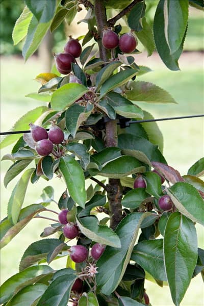 Malus domestica Redlane