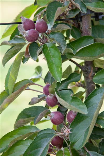 Malus domestica Redlane