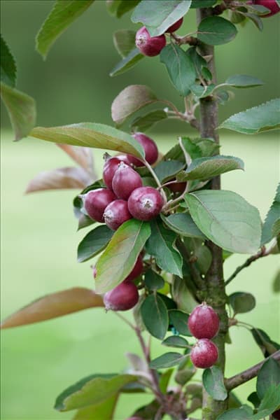 Malus domestica Redlane