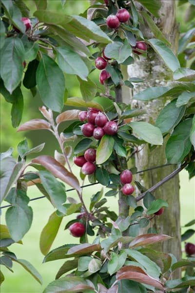Malus domestica Redlane