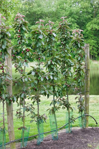 Malus domestica Redlane