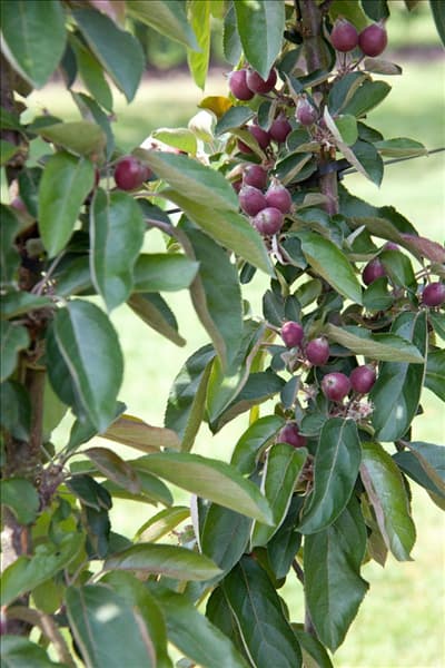 Malus domestica Redlane