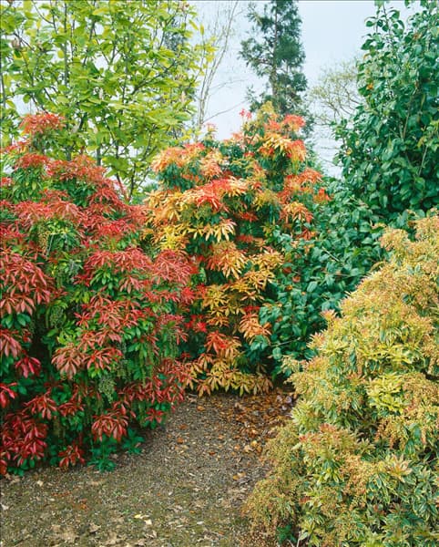 Pieris japonica mixed