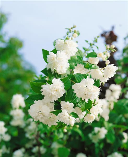 Philadelphus Buckley's Quill