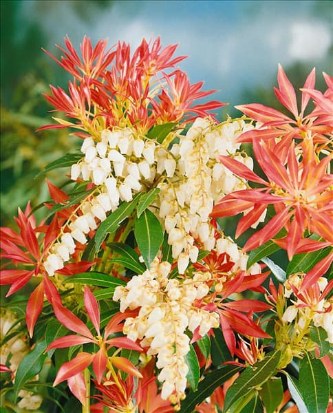PIERIS FOREST FLAME