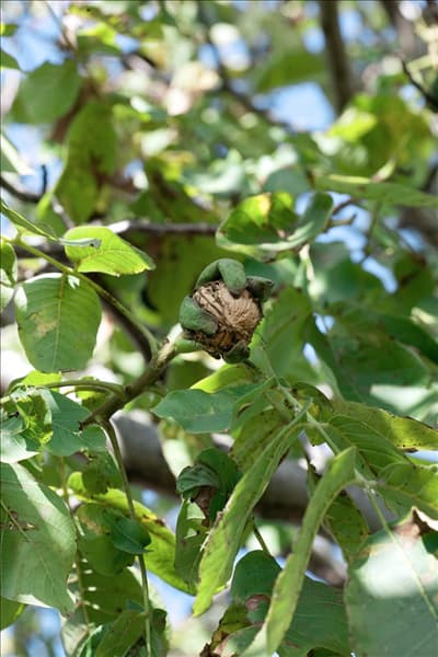 Juglans regia