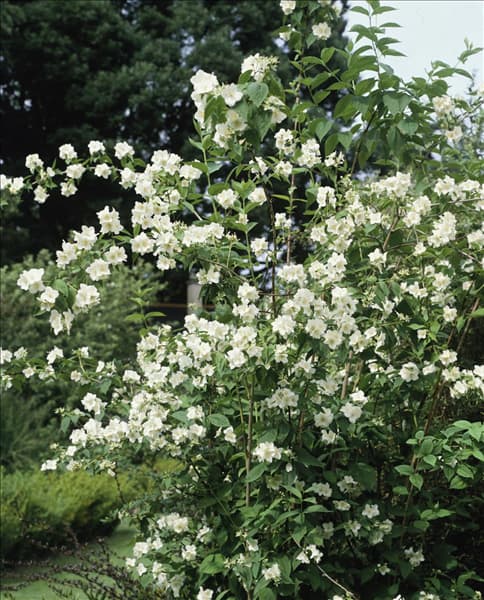 Philadelphus coronarius