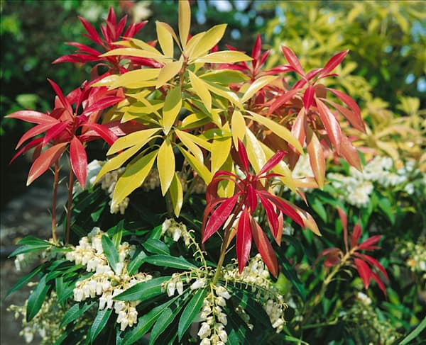 PIERIS japonica Forest Flame