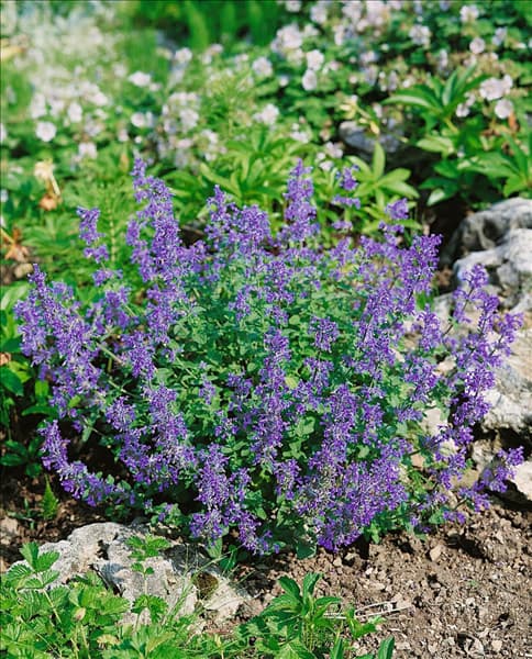 NEPETA MUSSINII (N. X FAASSENII)