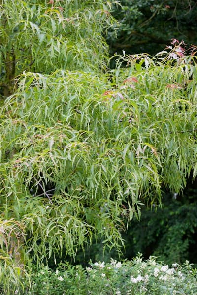 Juglans regia Laciniata
