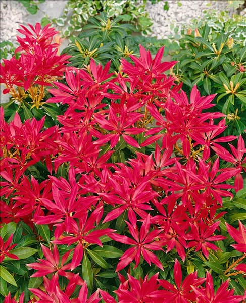 PIERIS FOREST FLAME
