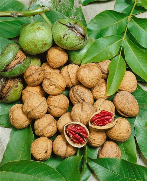 Juglans regia subsp. regia