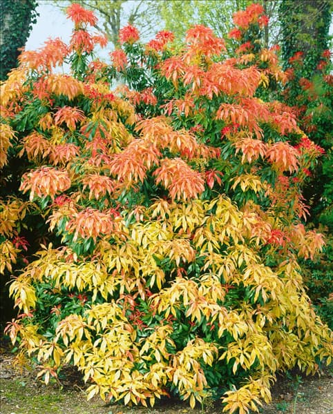 Pieris japonica Forest Flame