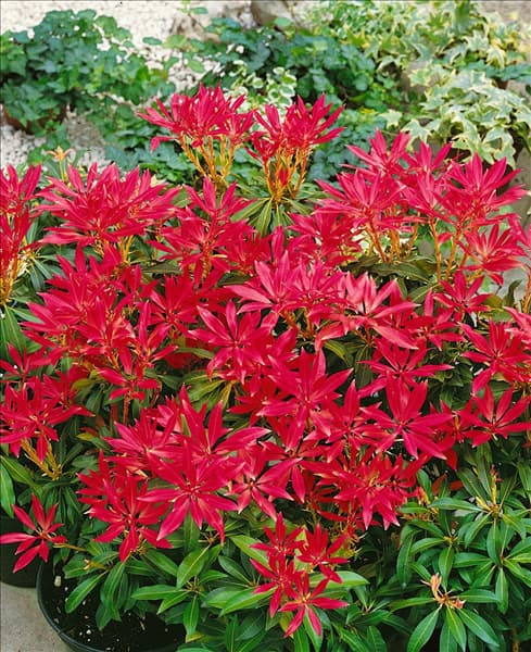 PIERIS FOREST FLAME