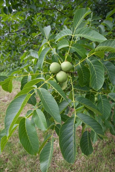 Juglans regia