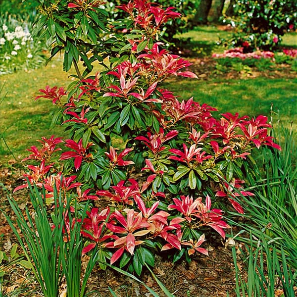 PIERIS FOREST FLAME