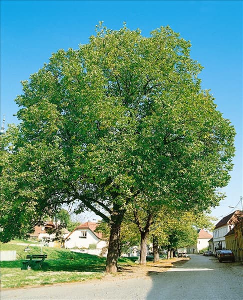 Juglans regia subsp. regia