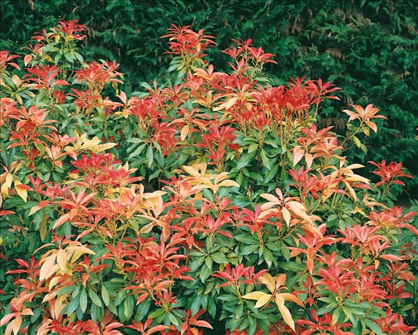 Pieris japonica Forest Flame