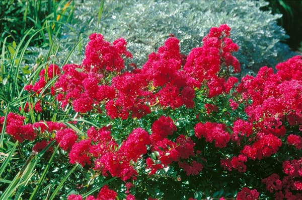 Lagerstroemia Cherry Dazzle