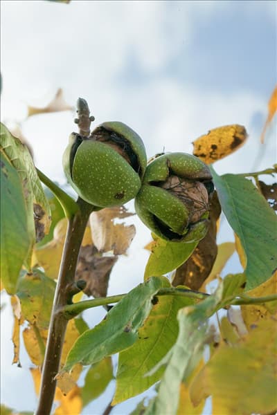 Juglans regia subsp. regia Seifersdorfer